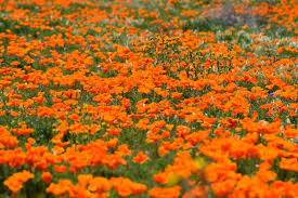Where the west coast flora begins blaauwberg nature reserve is one of the very few places where you'll get a view of two national heritage sites. The 35 Best Places For Wildflowers Sunflowers Poppies In California