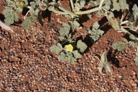 Image result for Grielum