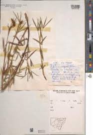 Image result for Trifolium rueppellianum