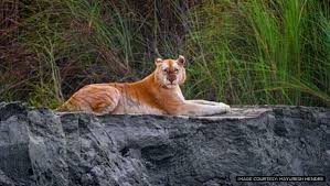 The male can weigh up to 420. India S Only Golden Tiger Spotted In Assam S Kaziranga National Park