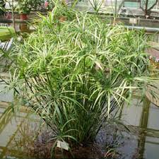 Image result for Cyperus clavinux
