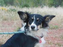 Border Collie Dog For Adoption In Ridgway Rescue Dogs For Adoption Dog Adoption Collie Rescue