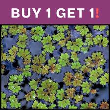 Image result for Azolla