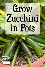 How To Grow Zucchini In Containers Growing Zucchini In 2020 Growing Zucchini Zucchini Plants Growing Cucumbers