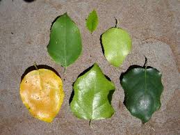 Image result for Heywoodia