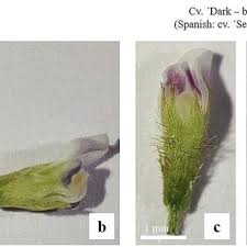 Image result for Teramnus repens