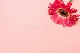 We hope you enjoy our growing collection of hd images to use as a background or home please contact us if you want to publish a pastel pink aesthetic laptop wallpaper on our site. Gerber On A Pink Background Single Flower On Pastel Background Stock Photo Image Of Romantic Wooden 148538706