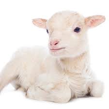 The world of all creatures great and. Zoos The Life Of Animals In Captivity Animal Equality International Animal Protection Organization
