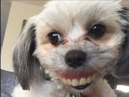 Funny animal pictures are not only the result of animals while they are active, sometimes the things that animals do in their sleep can also result in really funny pictures. Funny Animal Pictures Taken At The Perfect Time