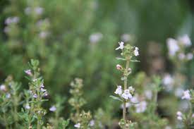fragrant garden in uster zurich fragrant garden garden plants