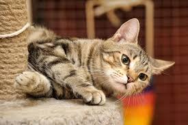 The best way to stop a cat from scratching undesirable objects is to provide a new spot for them to scratch. How To Stop My Cat From Scratching The Furniture Me My Pets