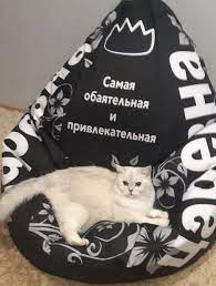 dafna klichka dlya koshki v 2020 g milye kotiki koshechka kot