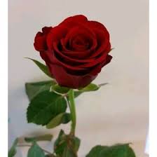 Ayesha Irfan Ayeshairfan5689 Profile Pinterest In arabic, the name means knowledge, awareness and learning. ayesha irfan ayeshairfan5689