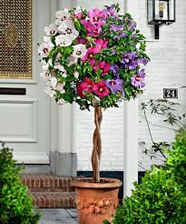 Perennial hibiscus (hibiscus spp.) are known to be cold hardy, but will still die down to the ground in all but the warmest u.s. Hibiscus Plant Easy Guide How To Grow And Care For It