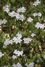 Image result for Mackaya