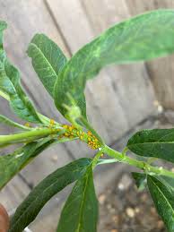 Wait about 15 minutes and rinse off the plants with just water after that to get rid of the soap residue. How Can I Get Rid Of These Aphids On My Milkweed Plantclinic