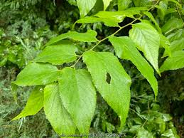 Image result for Celtis zenkeri