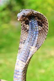 King Cobra The King Cobra Is A Large And Powerful Snake Averaging 3 6 4 M 12 Sponsored Averaging Snake Powerful King Cobra Snake King Cobra Cobra
