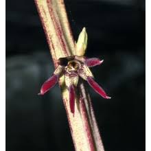 Image result for Asclepias adscendens