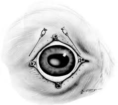 Image result for eyeball enucleation cattle