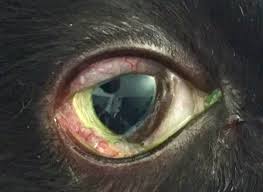 Cats get into fights and can give or receive painful bites and scratches which are susceptible to infection. Respiratory Infections Cornell University College Of Veterinary Medicine