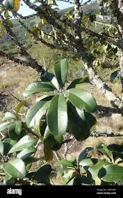 Image result for Englerophytum