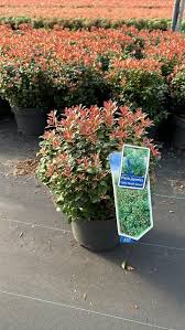 Image result for Pieris japonský little heath obrázek