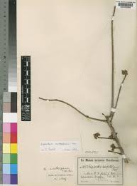 Image result for Euphorbia matabelensis