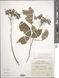 Image result for Ritchiea