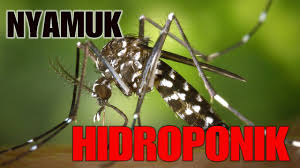 Cara budidaya jentik nyamuk untuk pakan ikan cupang halo kawan kawan kali ini sayang ingin memberi tahu cara budidaya. Cara Menghilangkan Jentik Nyamuk Pada Tanaman Hidroponik Youtube