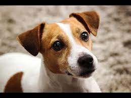 Funny Jack Russell Terrier Dog Videos Compilation Youtube