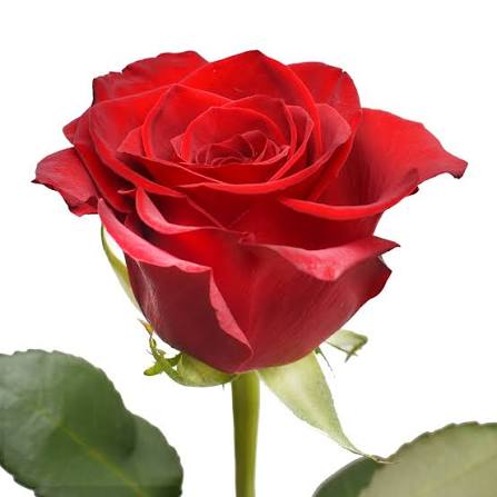 Freedom Red Roses