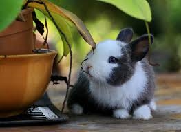 Being that cats are predators and rabbits are prey there is the possibility that, yes, a cat could eat a rabbit. Bunny Vet Singapore Rabbit Vet Specialist Singapore
