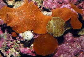 Mushroom Coral Information Corallimorph Types Of Mushrooms