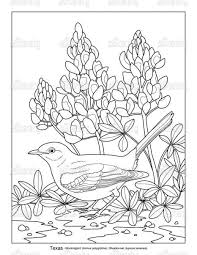 Pin By Brenda Ball On Embroidery In 2020 Coloring Pages Flower Coloring Pages Bird Coloring Pages