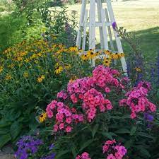 Maybe you would like to learn more about one of these? Phlox Paniculata Coral Creme Drop Garden Phlox Sugar Creek Gardens