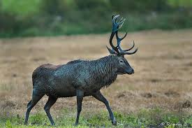 Jun 15, 2020 · jordbruksverkets föreskrifter om hållande av dovhjort och kronhjort i vilthägn sjvfs 2019:30 l111. Jakt Och Vilt Ovedskloster