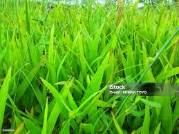 Image result for Paspalum conjugatum
