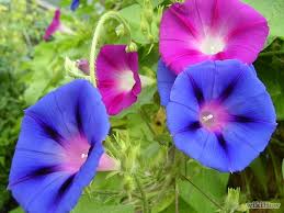 How To Grow Morning Glories Morning Glory Flowers Morning Glory Plant Flower Seeds