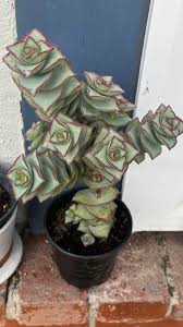 Image result for Crassula maputensis