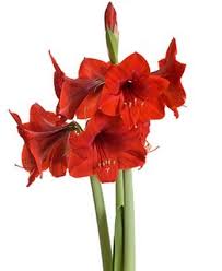 Taman bunga amarilis merupakan tanah seluas 2.350 meter persegi. Tanaman Amarilis Merah Red Amaryllis Bunga Tanaman Bunga Cantik