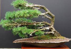 Bonsai Liking The Image Of Being Windswept Bonsai Tree Bonsai Styles Bonsai Tree Types