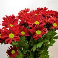Pin On Individual Cut Flowers Now Online Longacres Co Uk