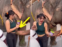 Funny Video Girl was going to get photographed elephant bit her waist |  Funny Video: फोटो खिंचवाने जा रही थी लड़की, हाथी ने कमर में कर दी गुली गुली  तो चिल्लाते हुए भागी | Zee News Hindi