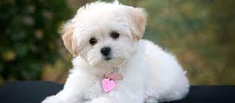 Read the pet adoption faq, written by pet adoption counselors at helen woodward animal center. Tiny Paws Small Dog Rescue