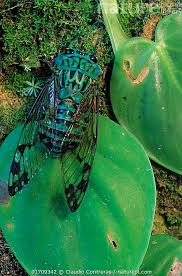 Image result for Chamaeclitandra