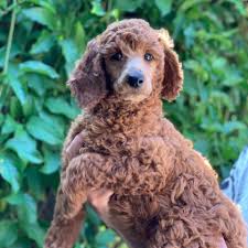 We are located in southern california, however we offer shipping nationwide. Wine Country Red Standard Poodles Home Facebook