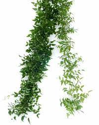 Smilax Types Of Flowers Flowers Online Flower Arrangements