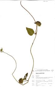 Image result for Ipomoea tenuipes