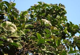 Image result for Ehretia cymosa